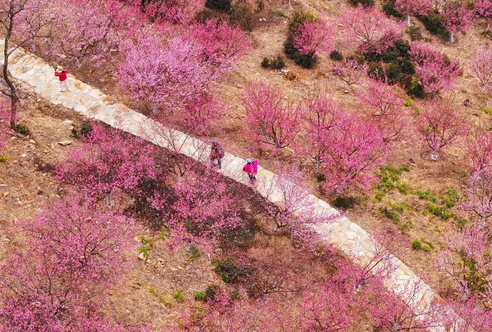 《苹果香》走红网络，一曲情深何以触动“心灵”？